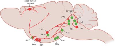 Preoptic Area Modulation of Arousal in Natural and Drug Induced Unconscious States